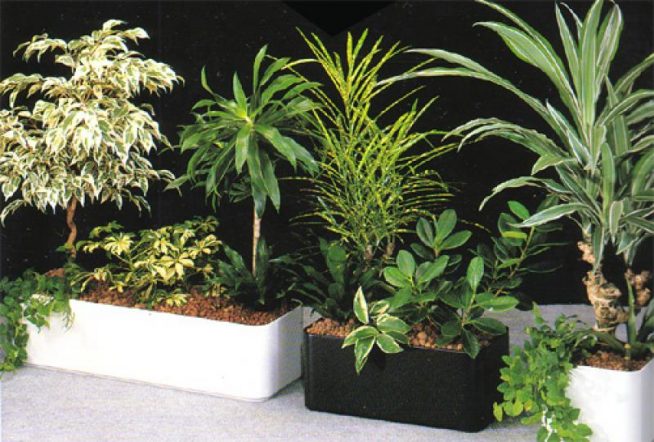 Используемые в фитодизайне растения